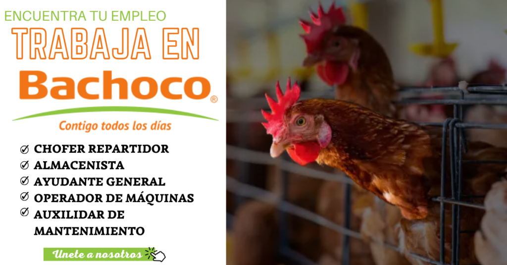🐔 Bachoco